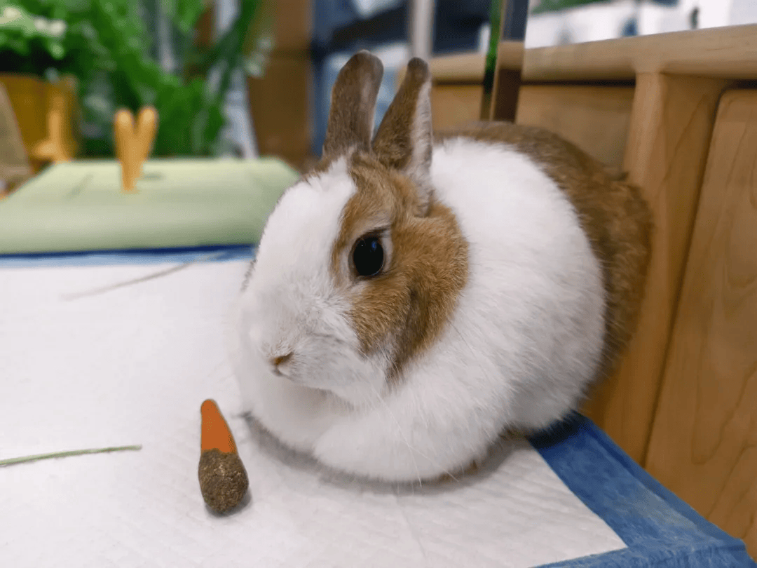 ”13个主题活动@你来解锁精彩假期！开元棋牌正月初八至正月十五“Do都城(图7)